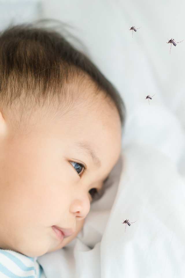 “Dengue fever in children” threats from mosquitoes that parents need to watch out!